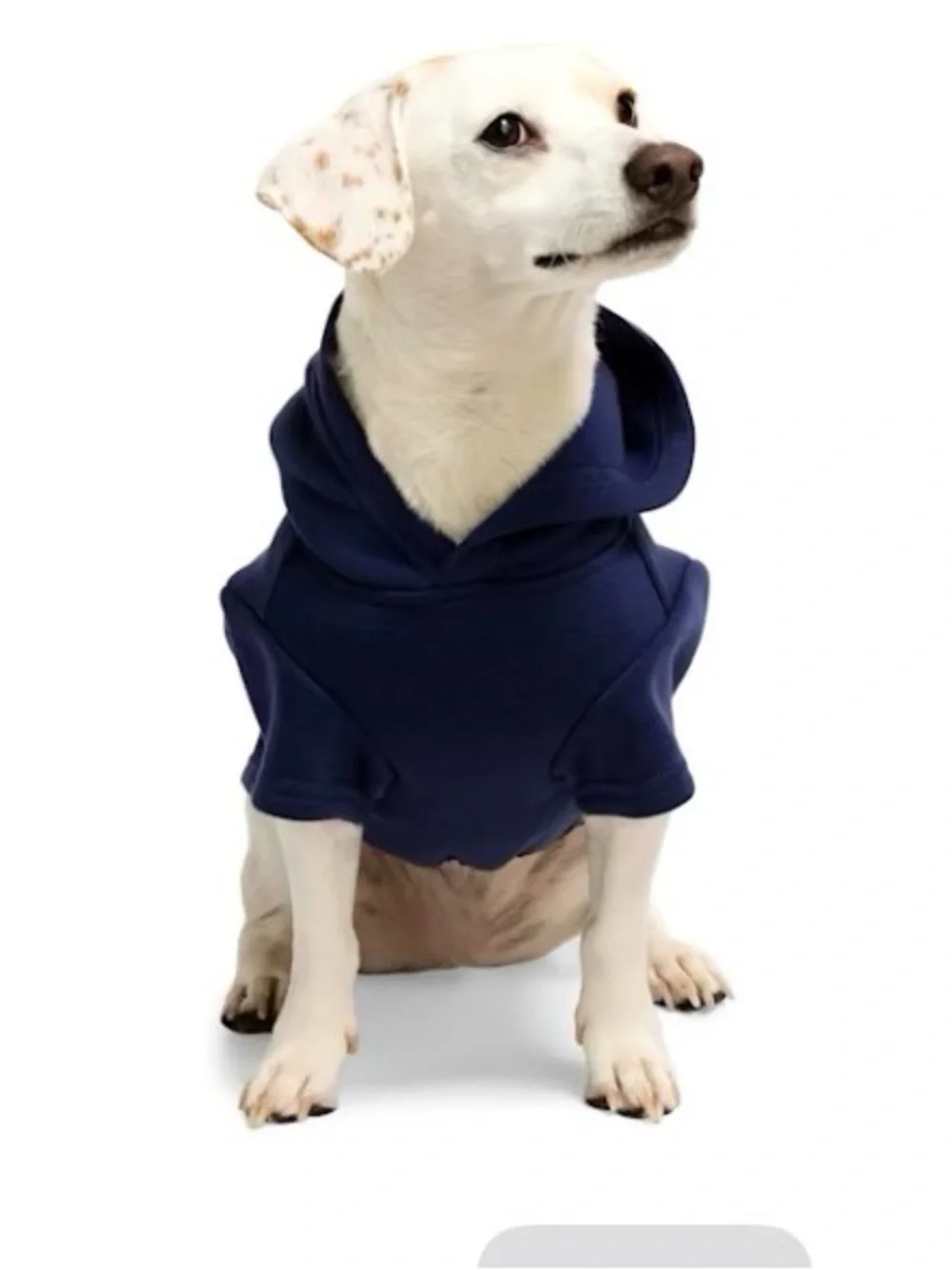Youly Mama's Boy Navy Dog Hoodie
